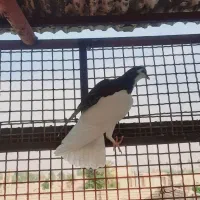 یک جفت جوجه چپی و یال|پرنده|حمیدیه, |دیوار