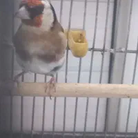 سهره نر نشوندار