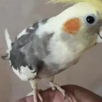 گمشده