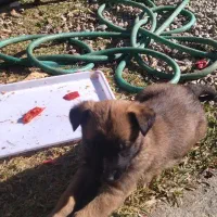 توله بلژیک مالینیو|سگ|سمیرم, |دیوار