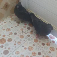 کفتر خوب قیمت خوب|پرنده|کوهدشت, |دیوار