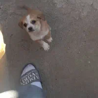 سگ پاکوتاه ریز