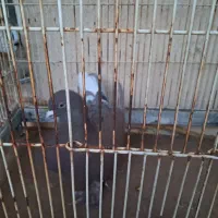 کبوتر|پرنده|شیراز, سایت اداری|دیوار