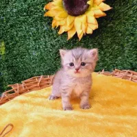 بریتیش چینچیلای سیلور|گربه|قم, باسکول|دیوار