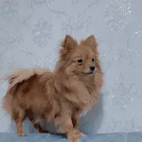 واگذاری پامر روباهی