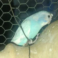 مرغ عشق رینبو اسپانگل جوان|پرنده|ایرانشهر, |دیوار