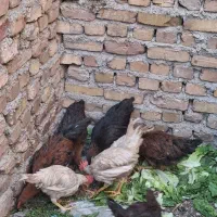 خروس ومرغ
