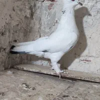طوقی