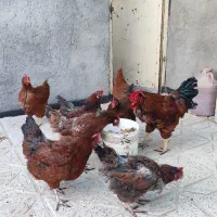 مرغ و خروس خانگی