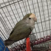 فوری|پرنده|فامنین, |دیوار