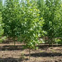 نهال صنوبر با گارانتی رشد و مقاوم به شرایط سخت|خدمات باغبانی و درختکاری|اقلید, |دیوار
