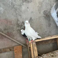 کبوتر سفید کله پفکی