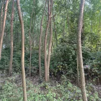 ۴۰۰ متر زمین باغی رودبنه لاهیجان