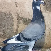 کبوتر یک عددنر ابلغ جونه 350