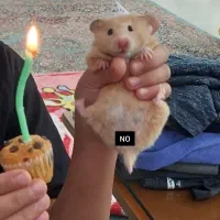 همستر بامزه ۳۵۰/۰۰۰