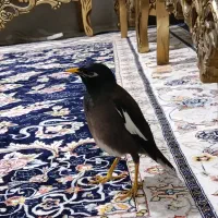 مرغ مینا سخنگو کاملاً دستی|پرنده|شیراز, سعدیه شمالی|دیوار