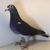 کبوتر