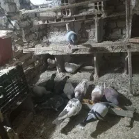 سینه نرو ماده جفت کاکولی