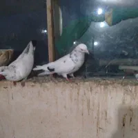 فروش کبوتر|پرنده|رودسر, |دیوار