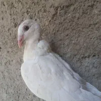 جوجه نرپلاکی وآلمانی