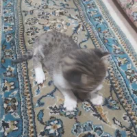 واگذاری بچه گربه رایگان