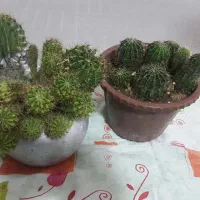 گل زیبا|گل و گیاه طبیعی|سرپل ذهاب, |دیوار