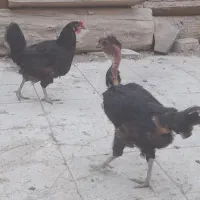 مرغ سیاه جوان تخم کن