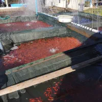 خرید و فروش انواع ماهی ‌‌شب عید