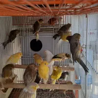 قناری نروماده پرستار|پرنده|اندیشه, اندیشه فاز ۱|دیوار