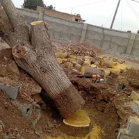 چوب کنده ریشه درخت حرص خریدار با بالا ترین قمیت