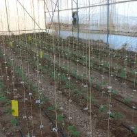 گلخانه مقیاس کوچک|مصالح و تجهیزات ساختمان|ارسنجان, |دیوار