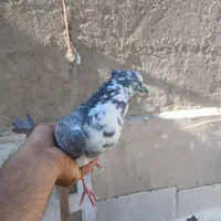 کفتر قاره نر کاکلی پرشی
