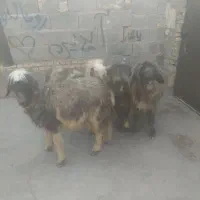 میش