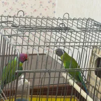 جفت مولد طوطی ملنگو الویی (فندوقی) کمیاب