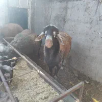 گوسفند|حیوانات مزرعه|کهریزک, |دیوار