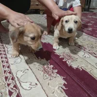 پامر پاکوتاه|سگ|کرمان, |دیوار