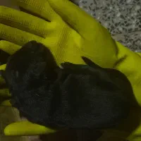 واگذاری توله سگ