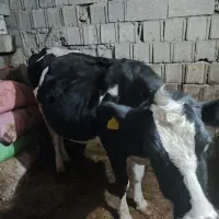 گاو|حیوانات مزرعه|نمین, |دیوار