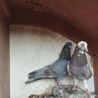 یک جفت کفتر یا کبوتر.ماده شازده پیس،نر سرخ|پرنده|کاشان, راوند|دیوار