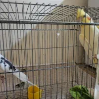 عروس هلندی|پرنده|بندر دیر, |دیوار