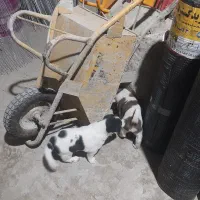 سگ نگهبان توله قهدرجونی