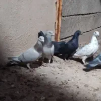 تعدادی جوجه بندی|پرنده|شیراز, کفترک|دیوار