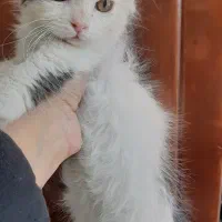 گربه اسکاتیش ۸۰ روزه نر