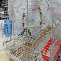 مرغ عشق ۲ عدد نرو ماده با قفس