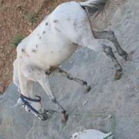 قاطر نر