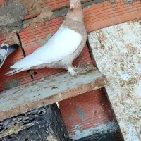 کبوتر|پرنده|سرخنکلاته, |دیوار