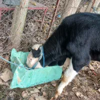 گاو شیری با گوساله نر|حیوانات مزرعه|شاندرمن, |دیوار