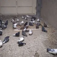 کبوتر|پرنده|بسطام, |دیوار