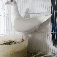 کبوتر قلدور