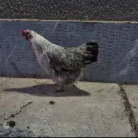 مرغ تخمگذار